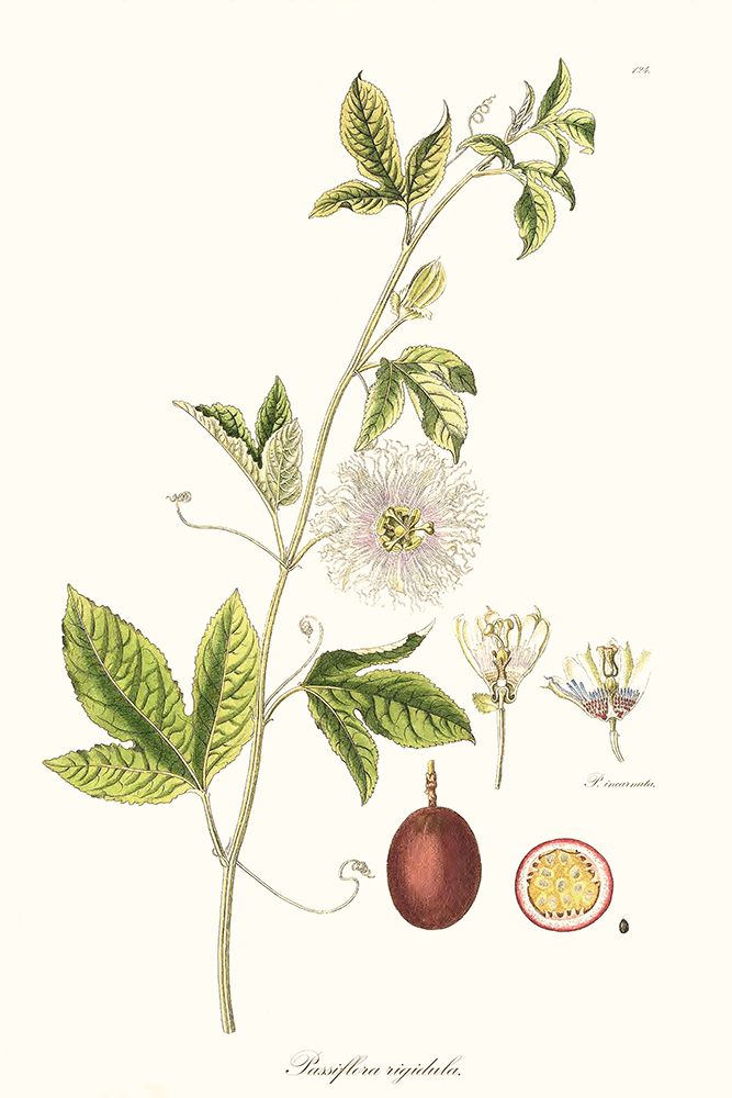 Passion Flower Trio II