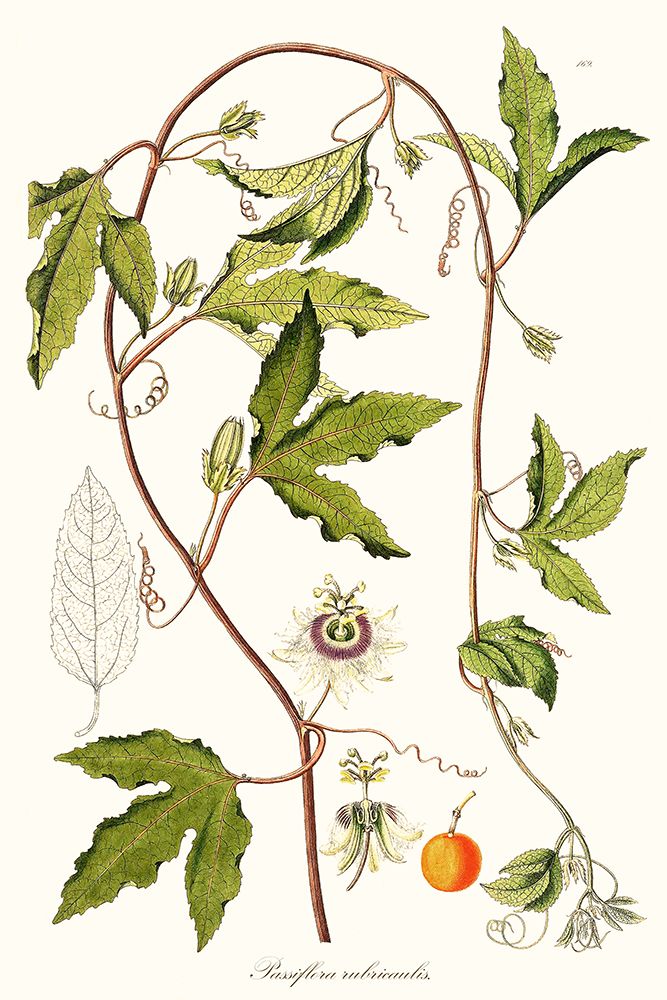 Passion Flower Trio III