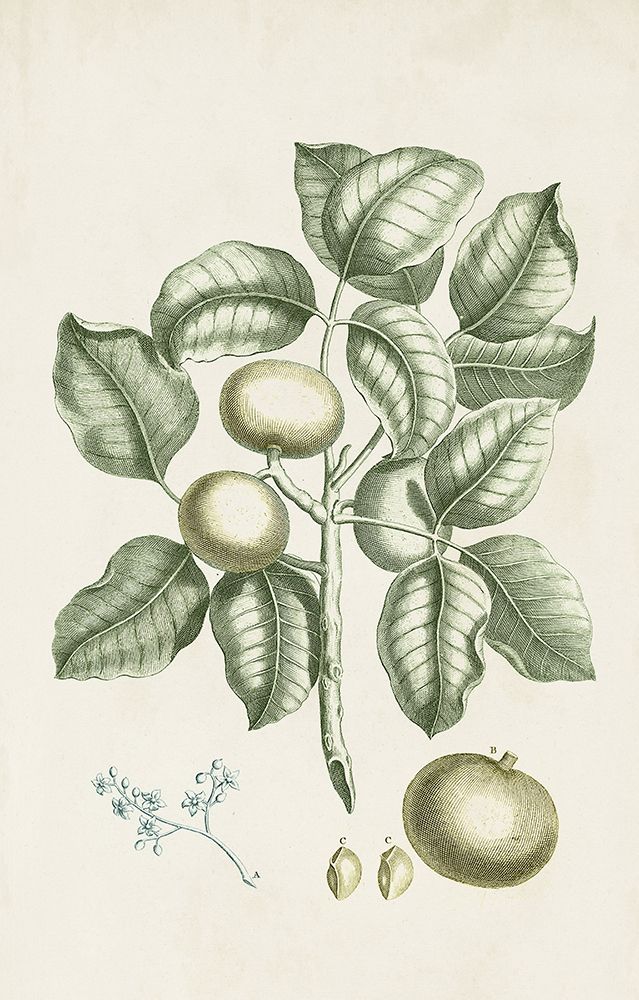 Buchoz Tropicals I