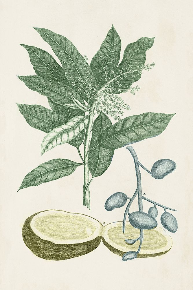 Buchoz Tropicals IV