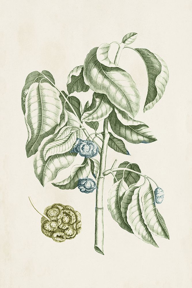Buchoz Tropicals V