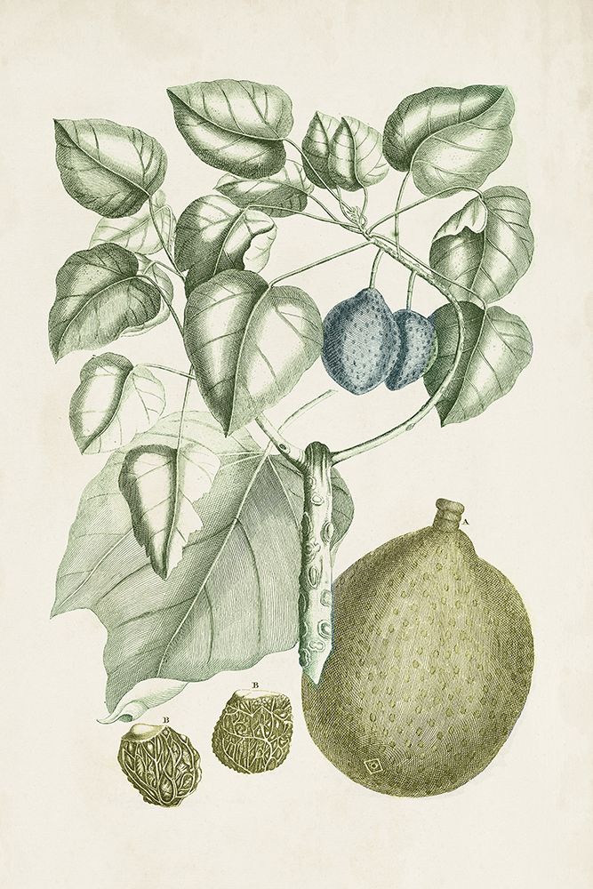 Buchoz Tropicals VIII