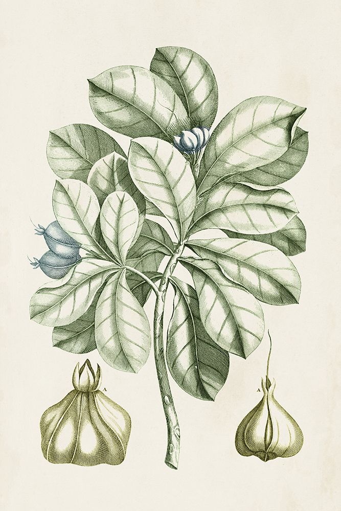 Buchoz Tropicals IX
