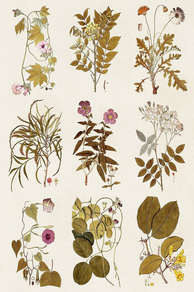 Antique Floral Grid II