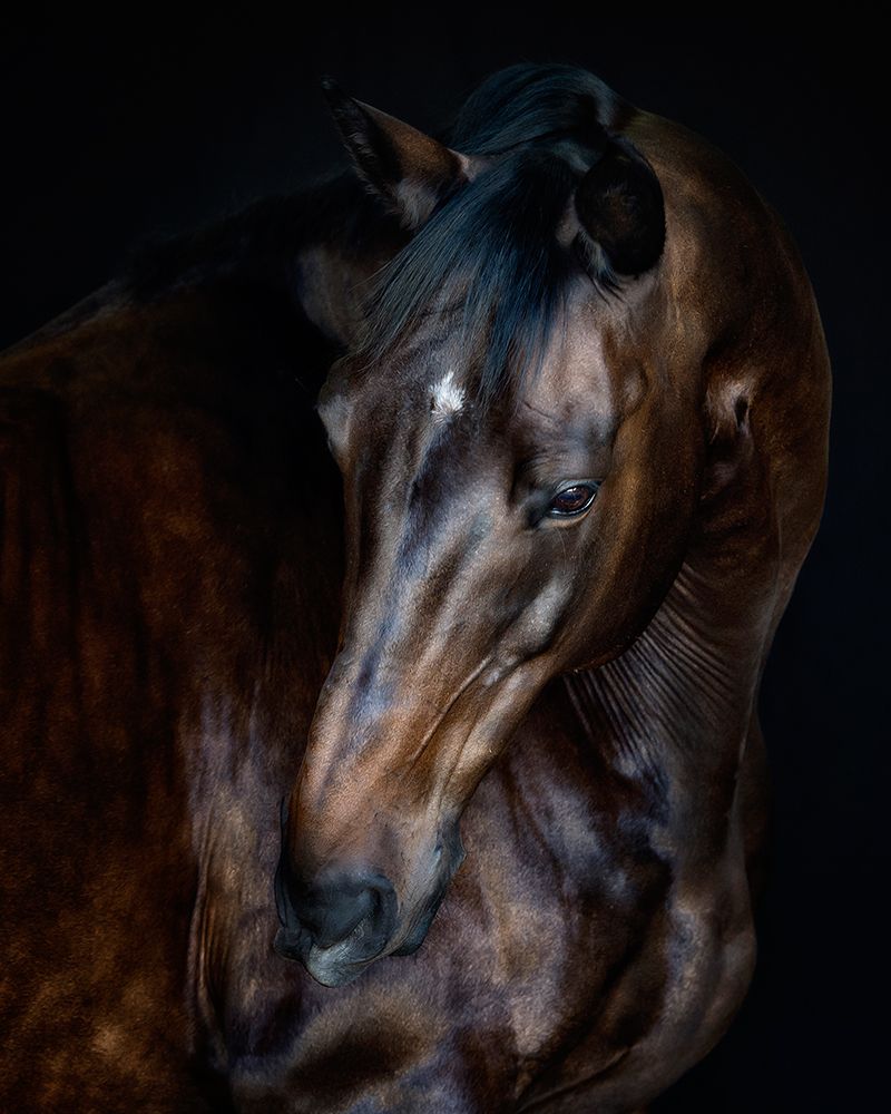 Sunlit Horses I