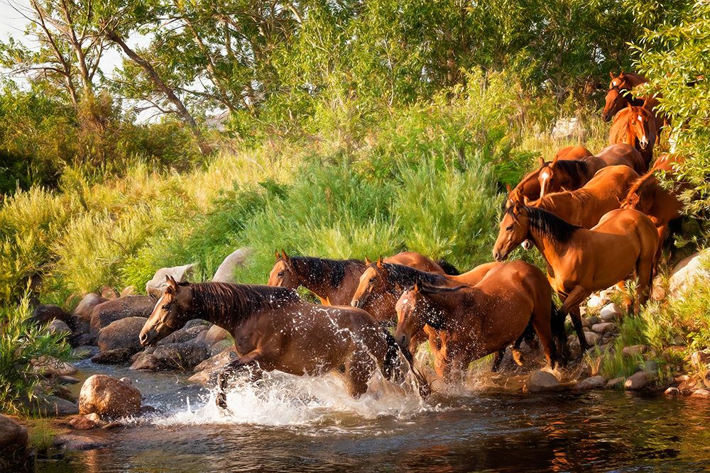 Sunlit Horses IV