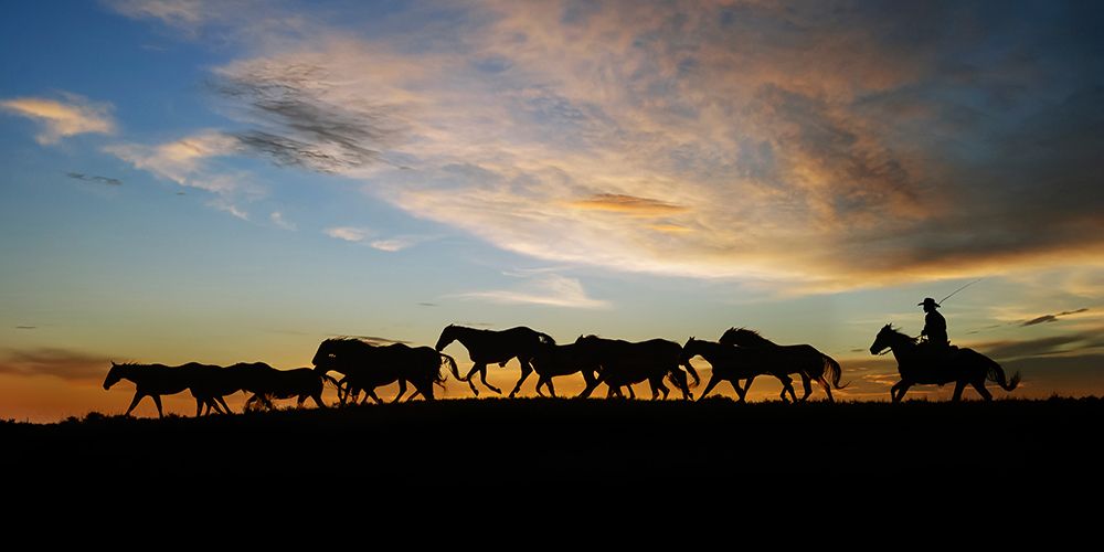 Sunlit Horses V