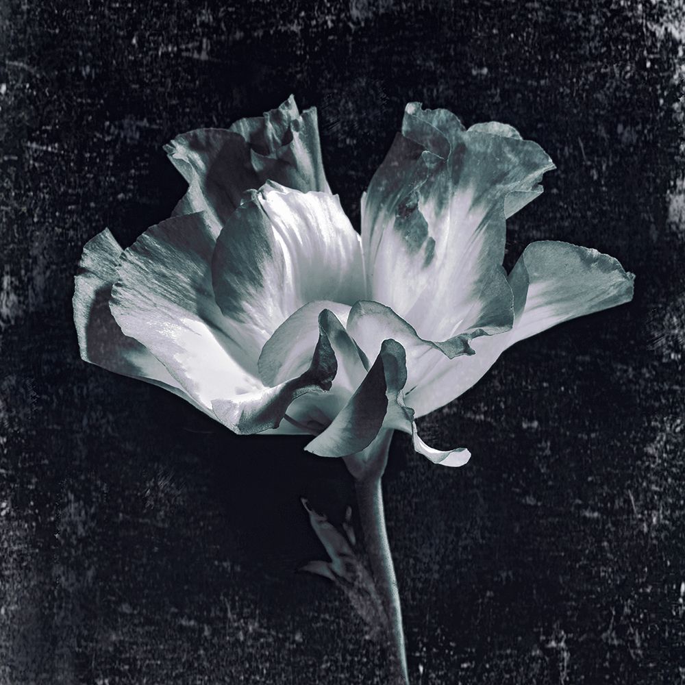 Aurora Blooms III