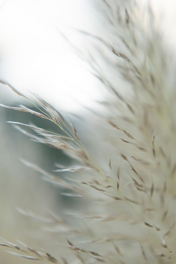 Subtle Grasses II