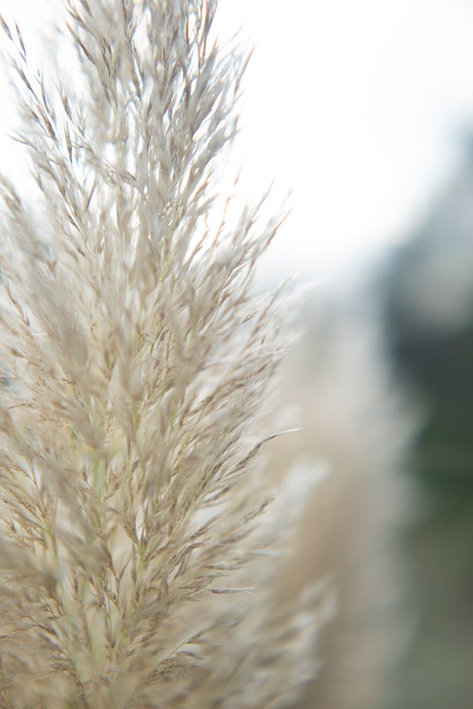Subtle Grasses IV