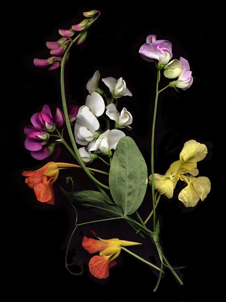 Flower Drama I