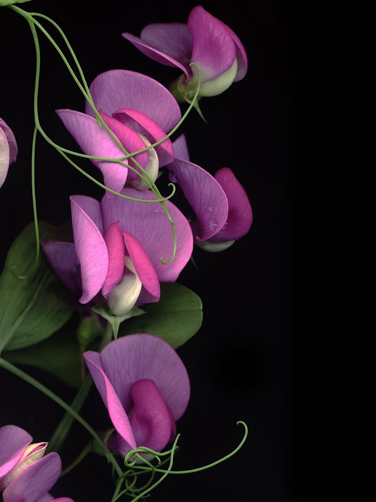 Flower Drama IV