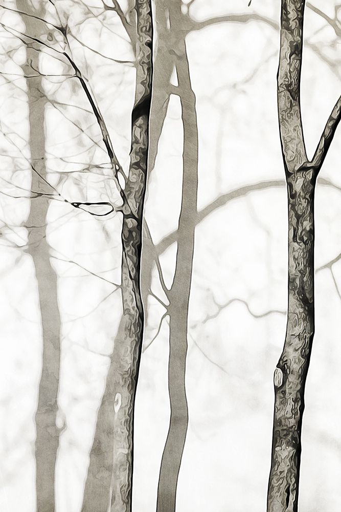 Shadowed Tree Trunks I