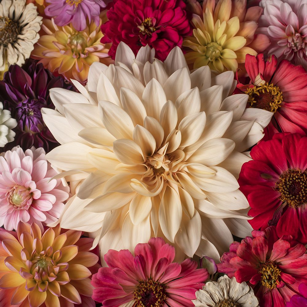Dahlia Dream Scape  II