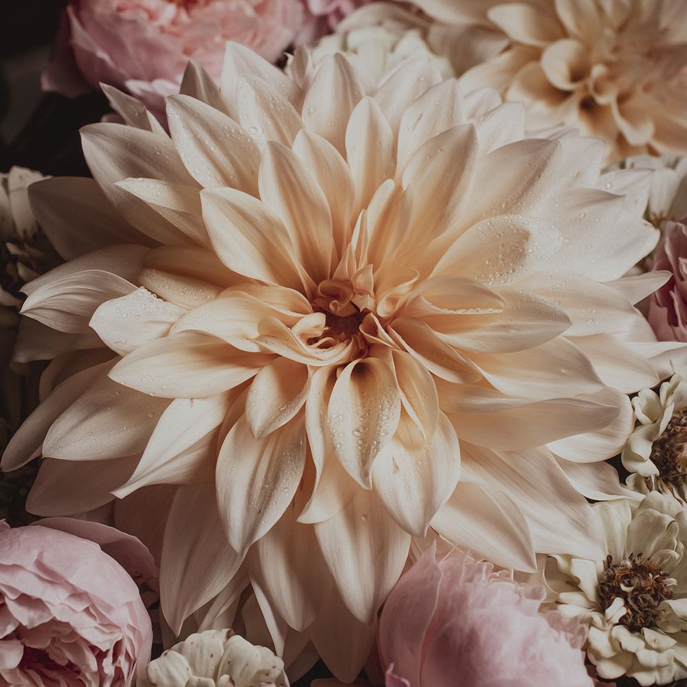 Dahlia Whimsy