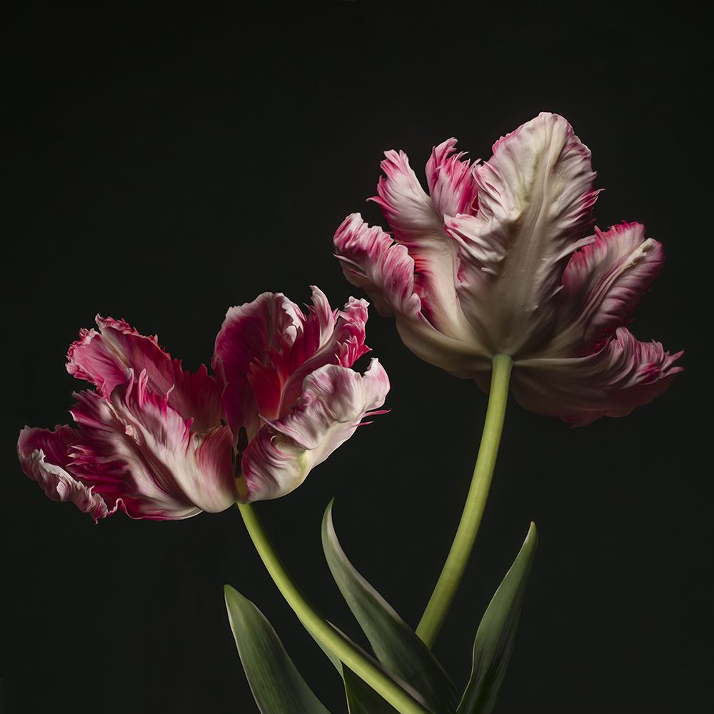 Open Bloomed Tulips
