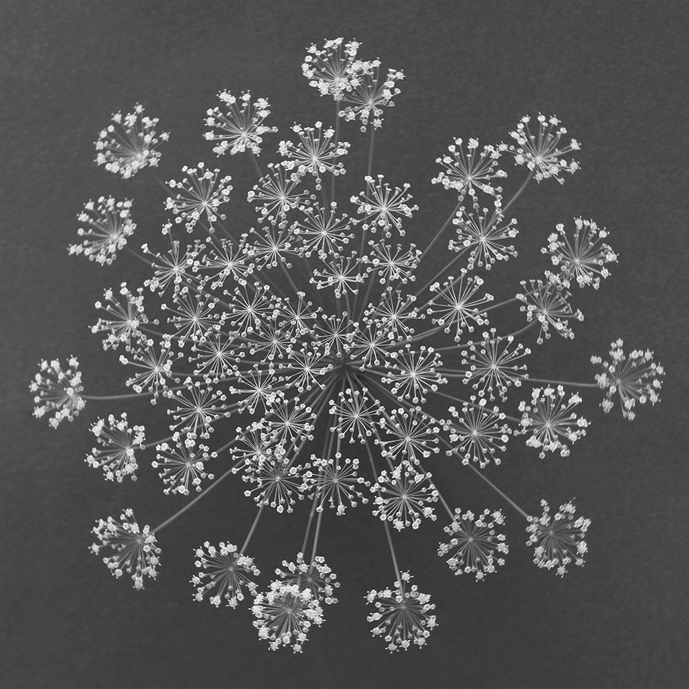 Dill Top View I