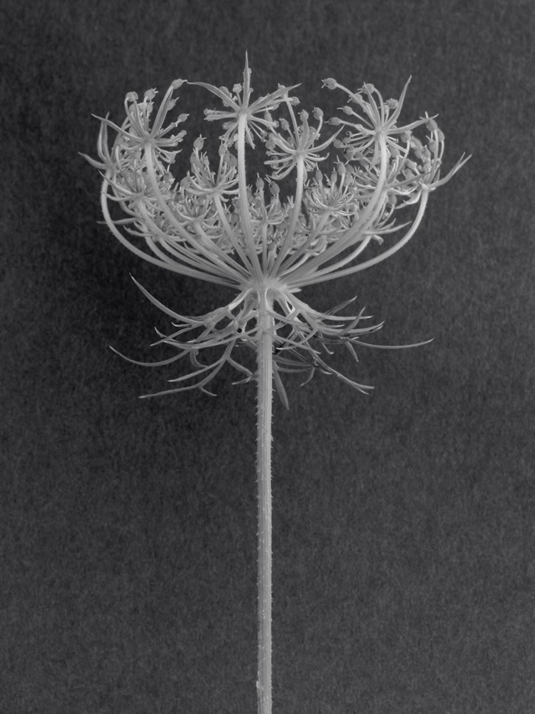 Queens Lace