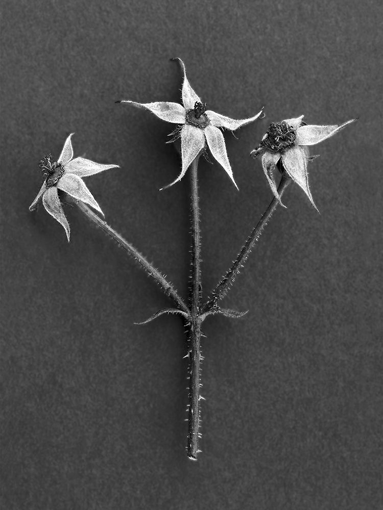 Rose Hip