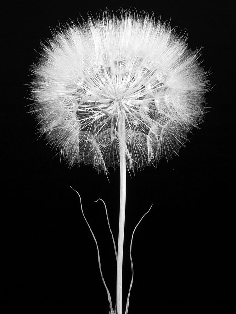 Salsify