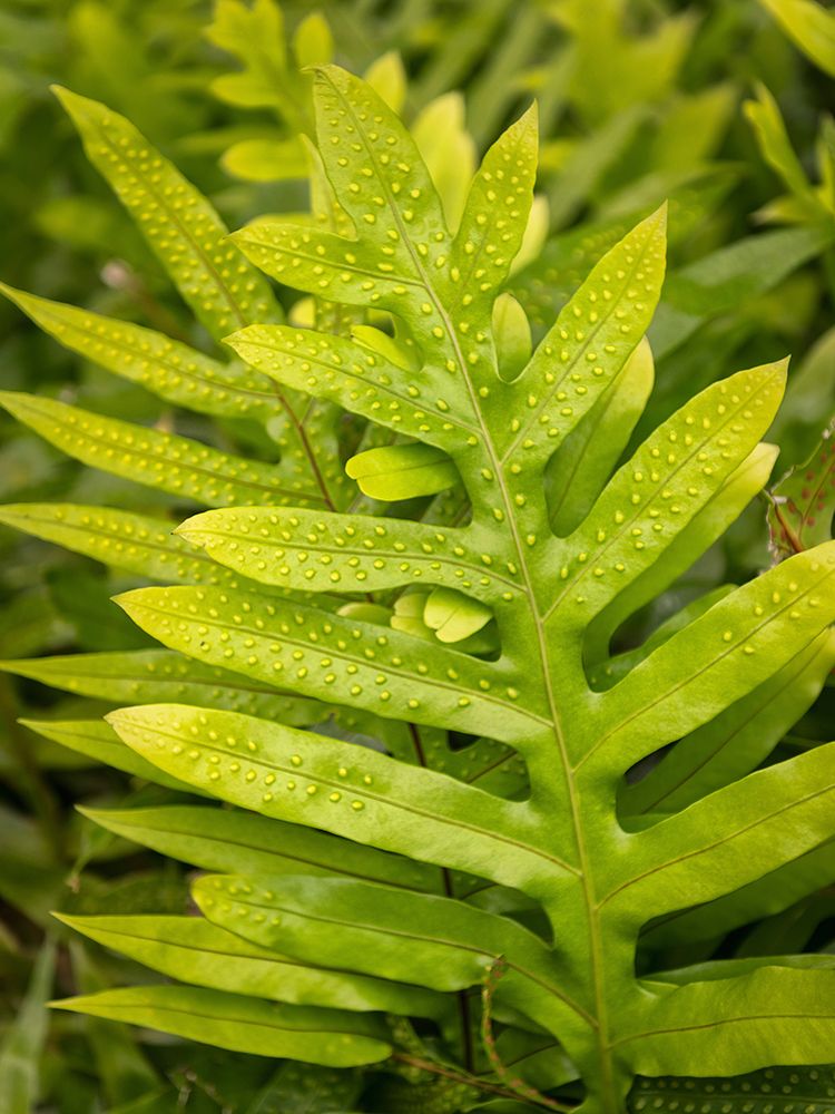 Fern Examination I