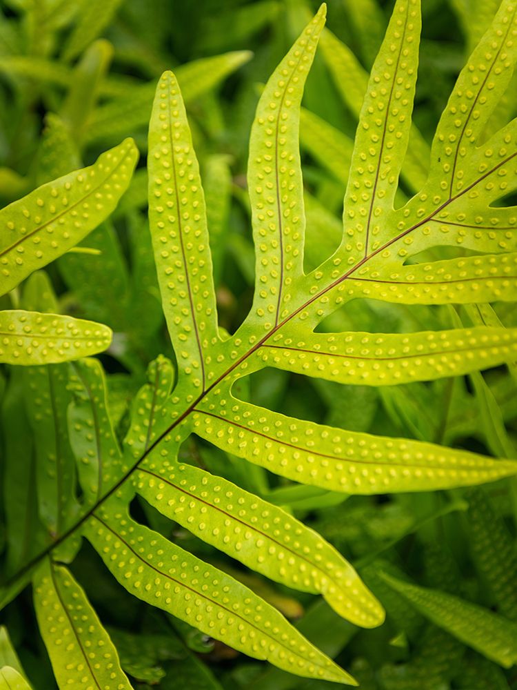 Fern Examination II