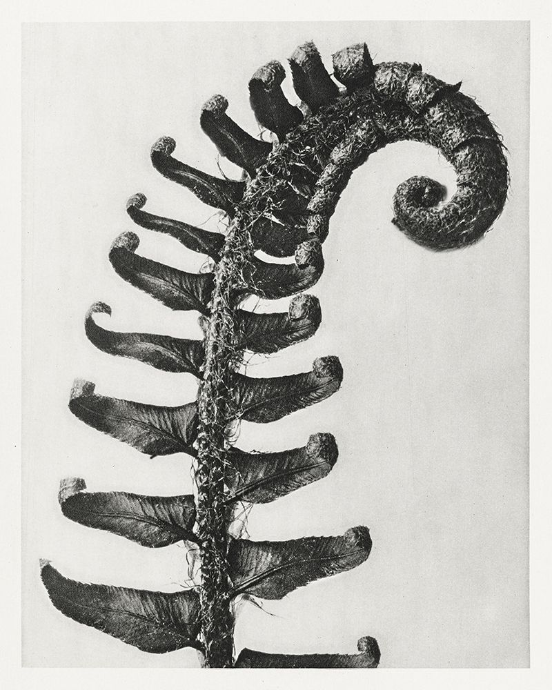 Blossfeldt Fern II