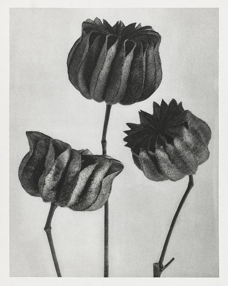 Blossfeldt Trio II