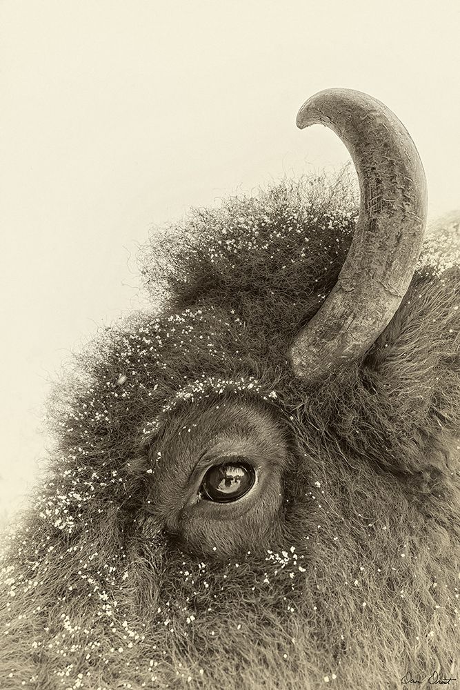 Buffalo Eye and Snow