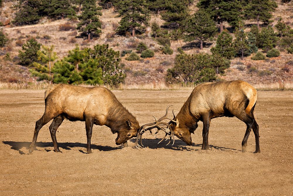 Two Elks I