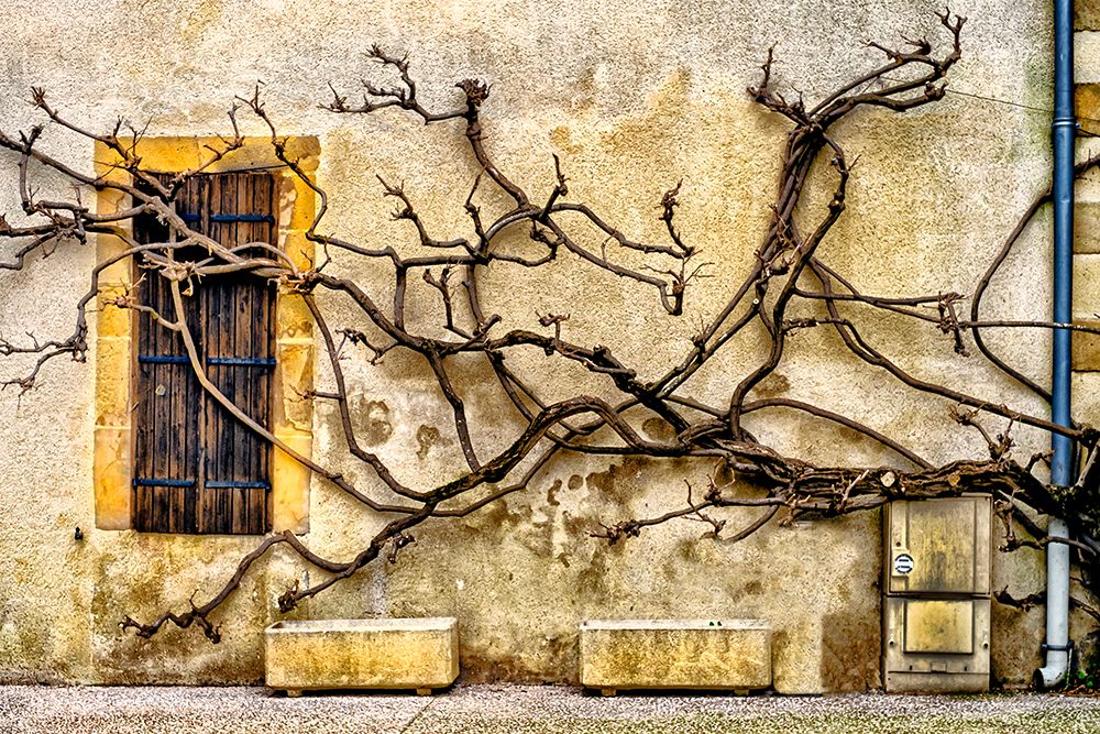 Vines Of Navarrenx