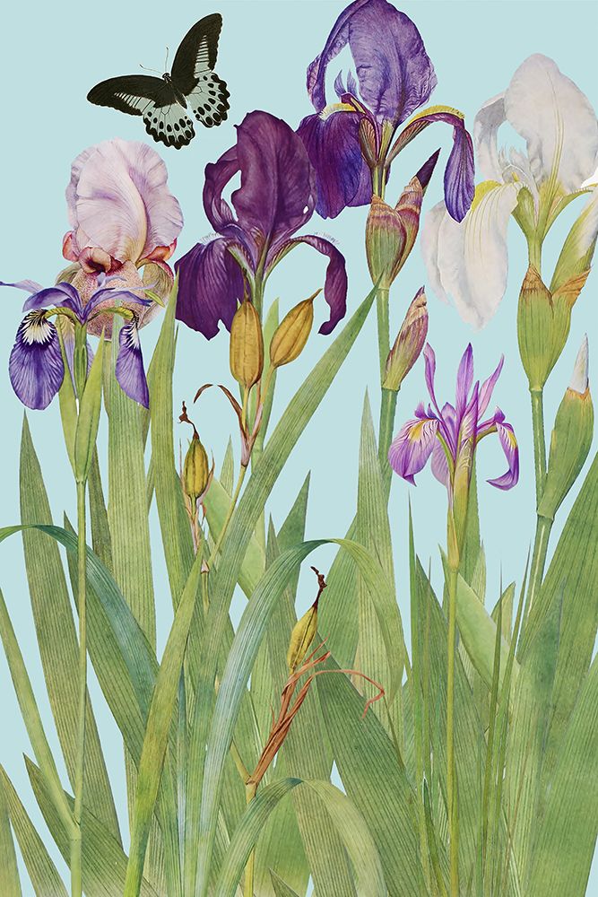 Iris Fantasy I