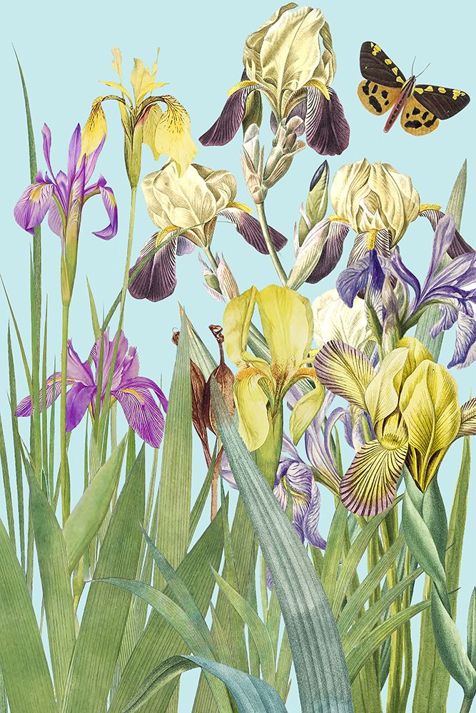 Iris Fantasy II