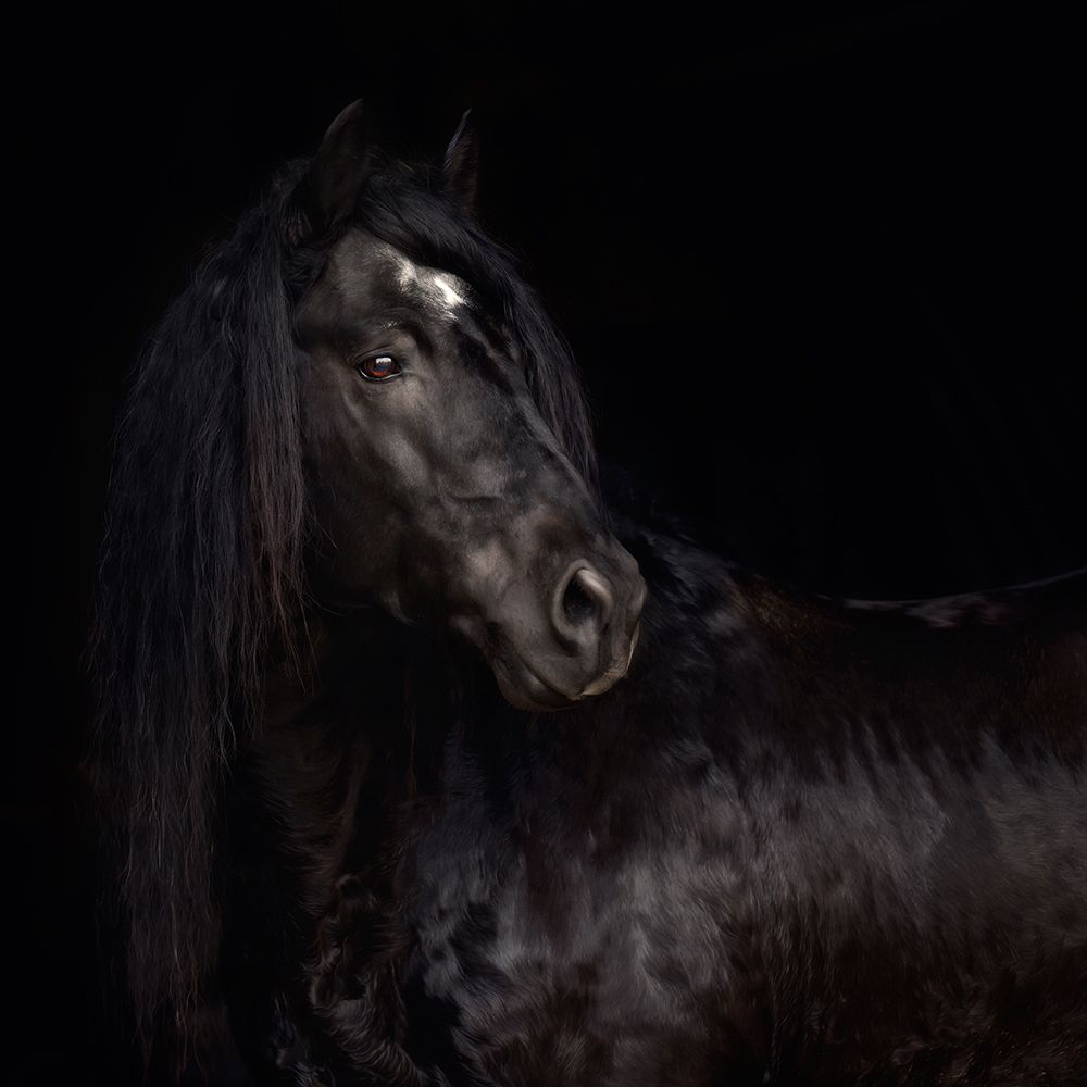 The Horse King