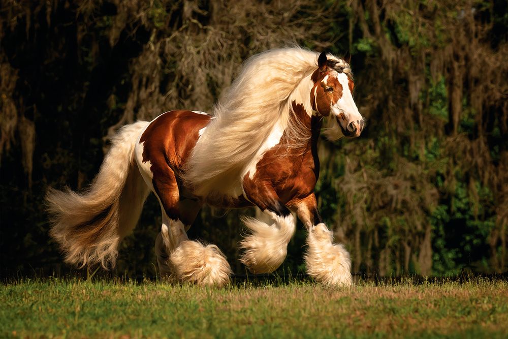 Flowing Mane I