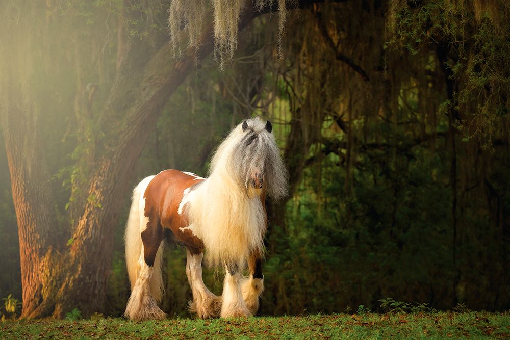 Flowing Mane II
