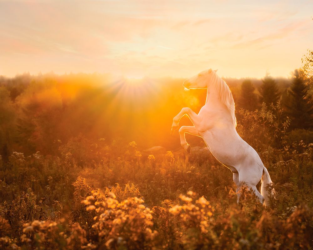 Into the Sun