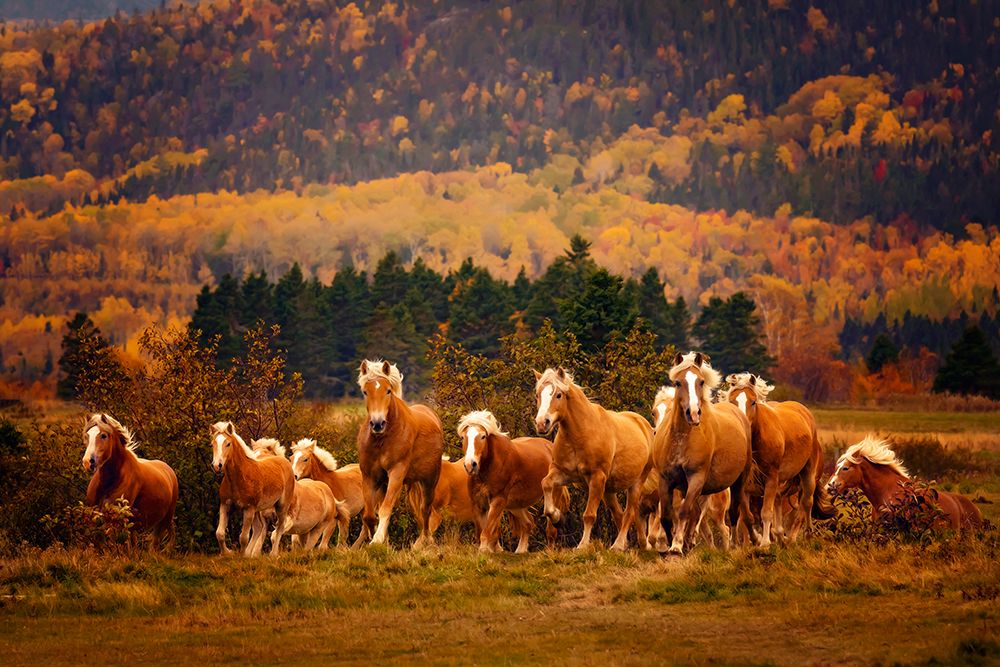 Free to Run II