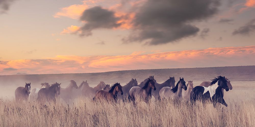 Wild and Free II