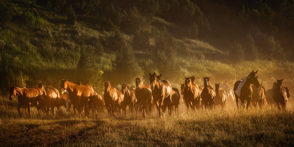 Wild and Free III
