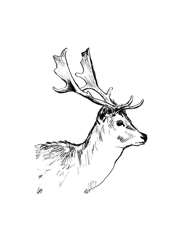 Deer Sketch I