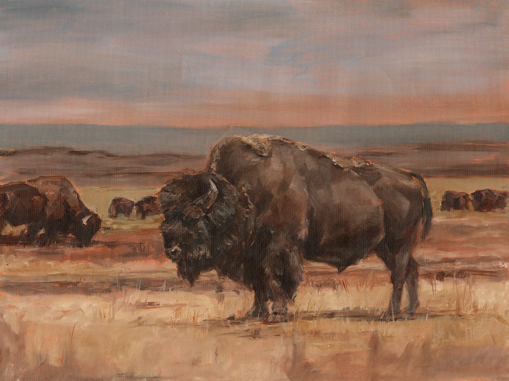 American Buffalo on the Plains II