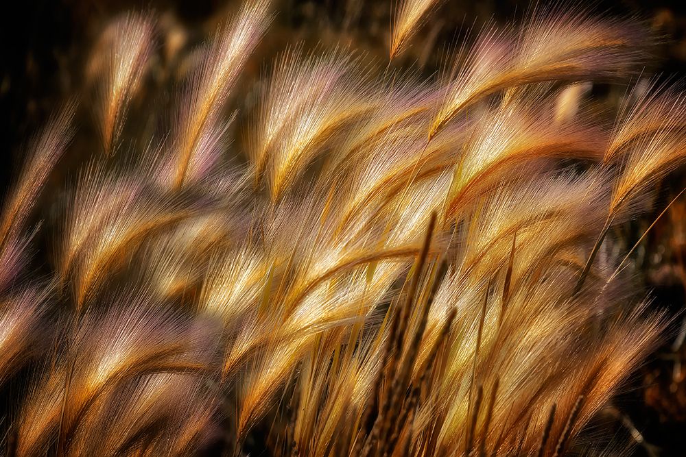 Field of Grain