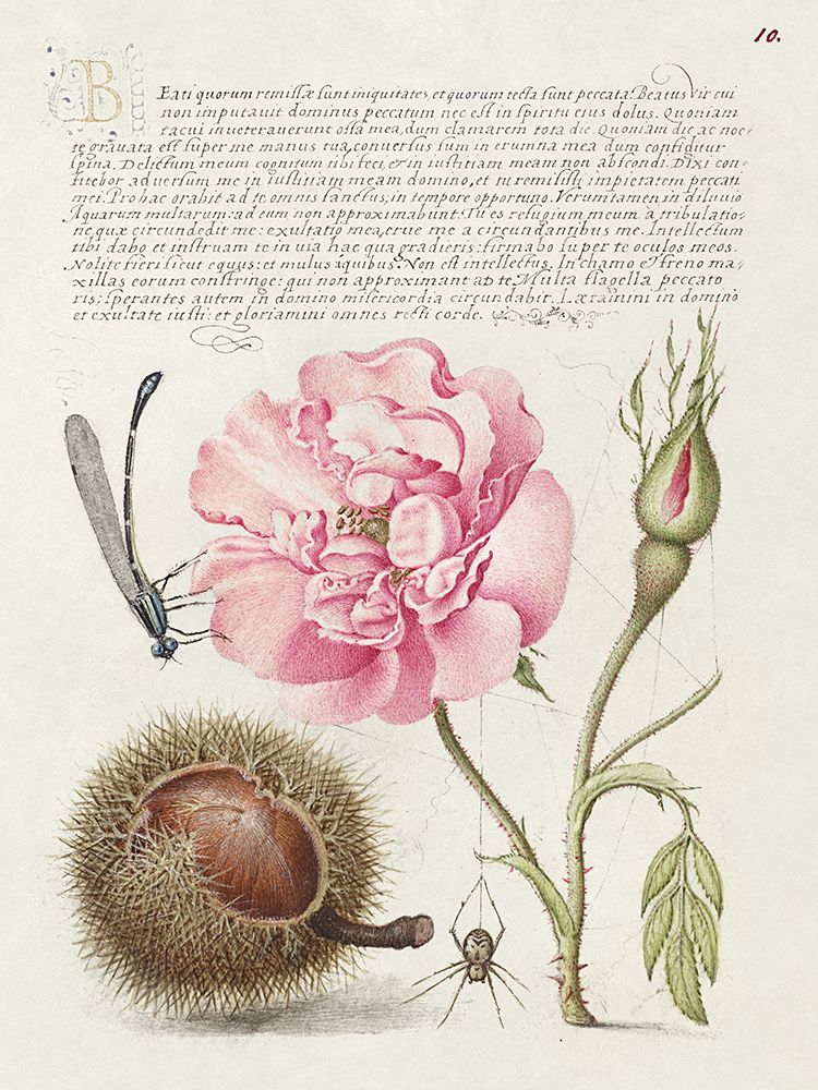 Hoefnagel Tropical Specimens II