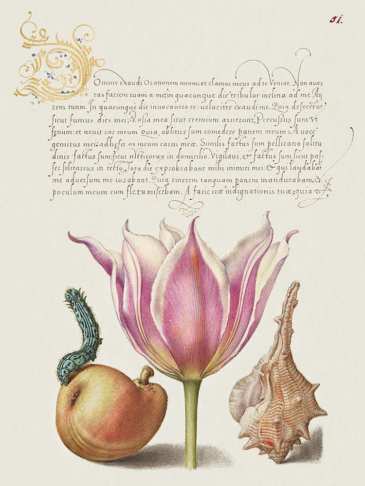 Hoefnagel Tropical Specimens IV