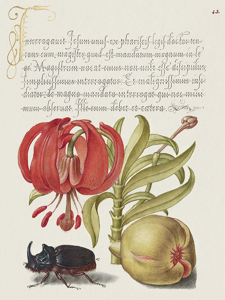 Hoefnagel Tropical Specimens XII