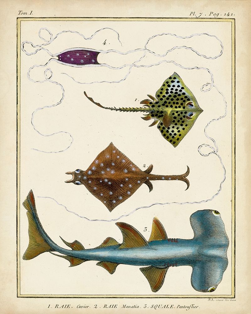Antique Rays and Fish I