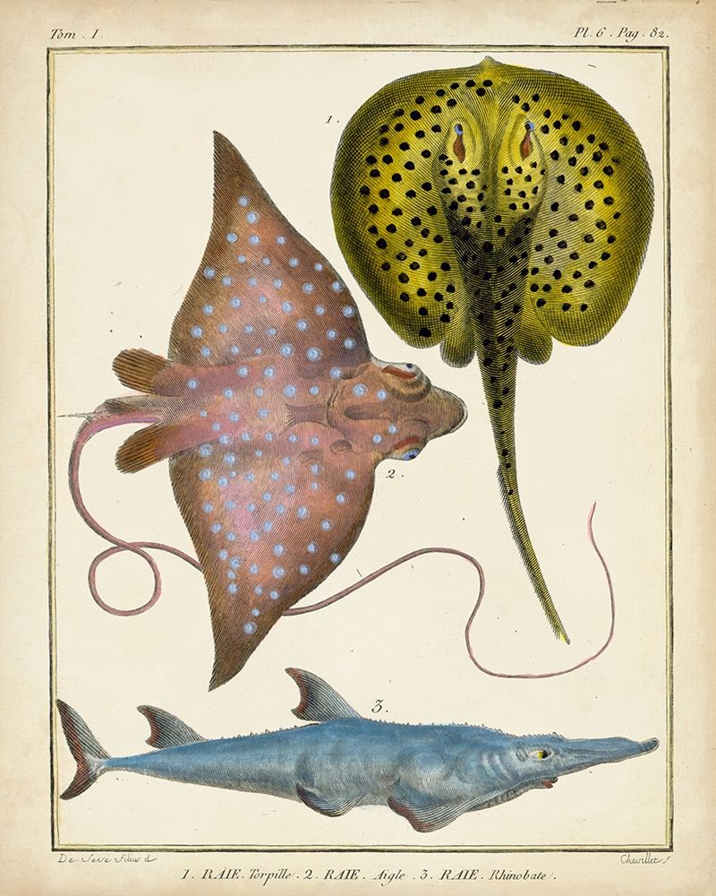 Antique Rays and Fish II
