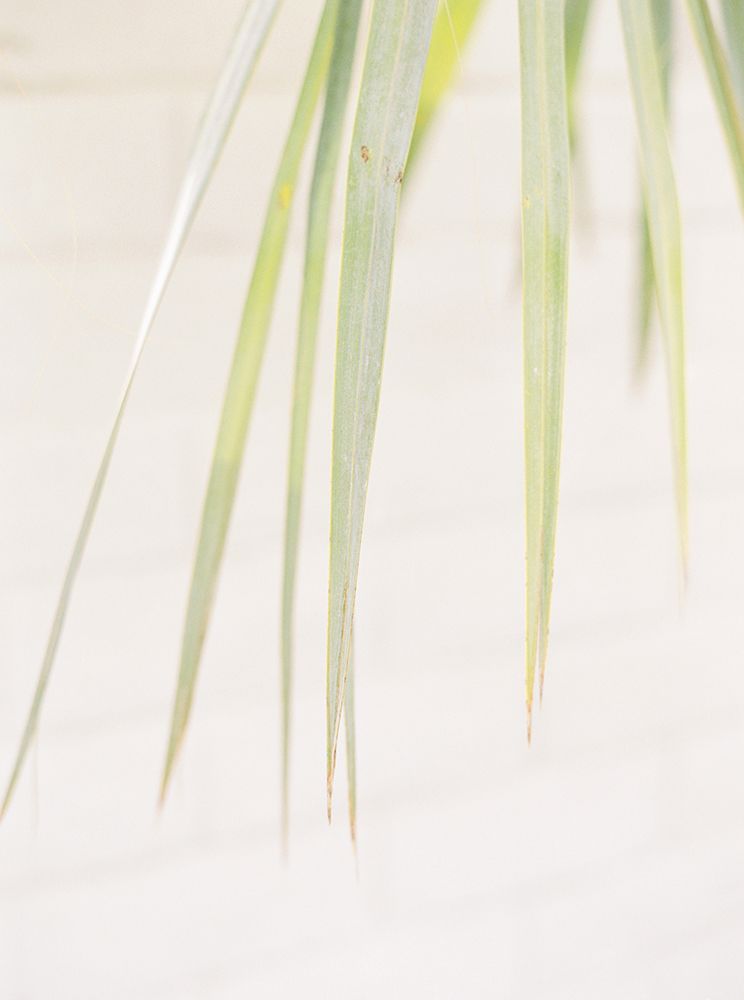 Palm Leaves I