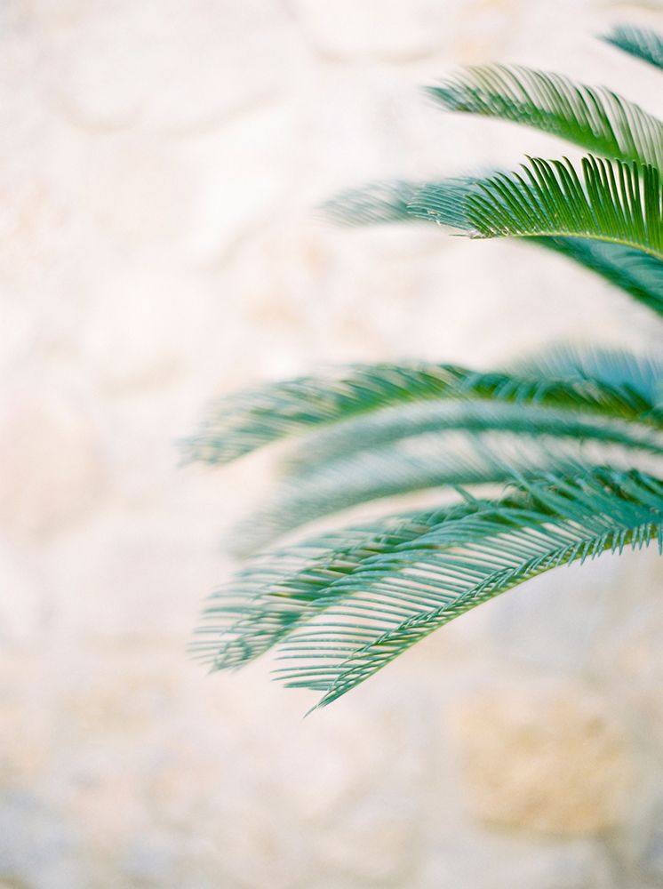 Palm Leaves II